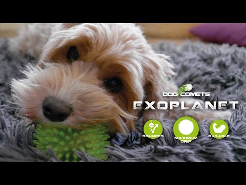 Dog Comets Exoplanet Spiky Ball - video som viser produktet i bruk