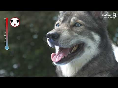 Kjølematte for hund 30X40 - video som viser produktet i bruk